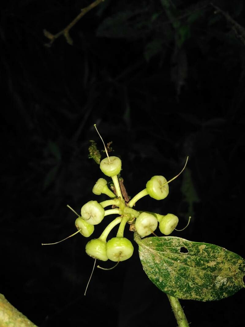 Cavendishia bracteata fruit
