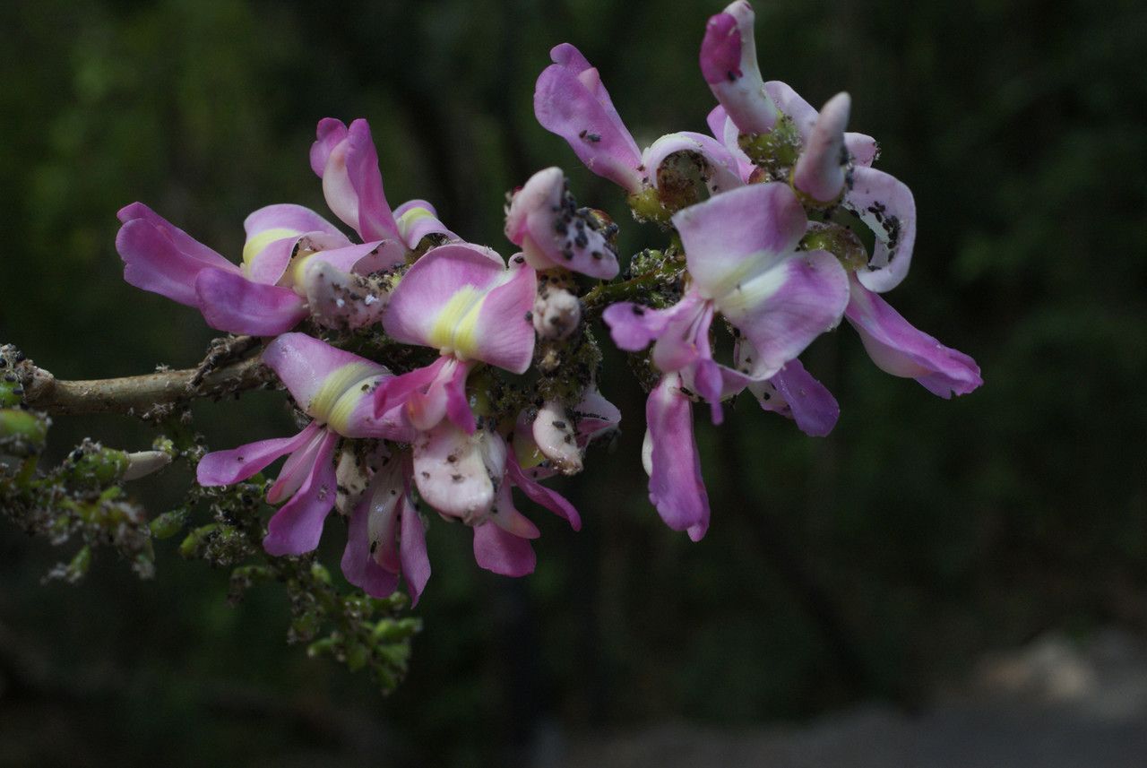 Lonchocarpus latifolius flower