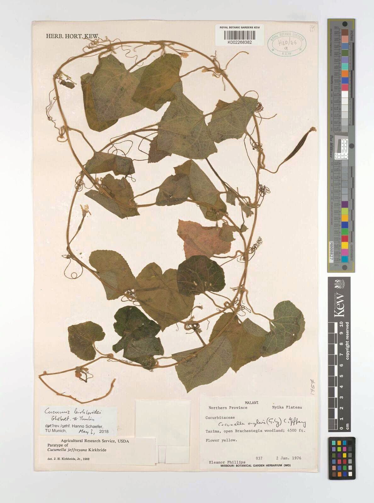 Cucumis kirkbridei — search result for 'Cucumis'