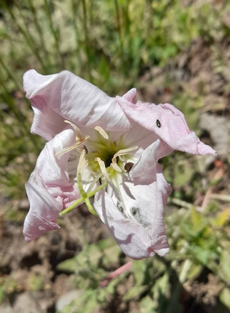 Oenothera acaulis flower