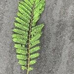 Jacaranda mimosifolia