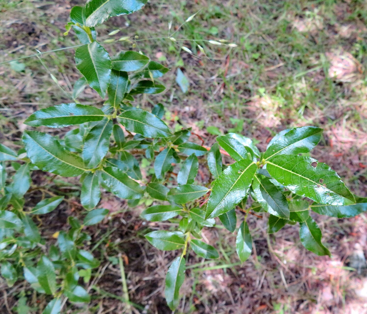 Salix waldsteiniana leaf