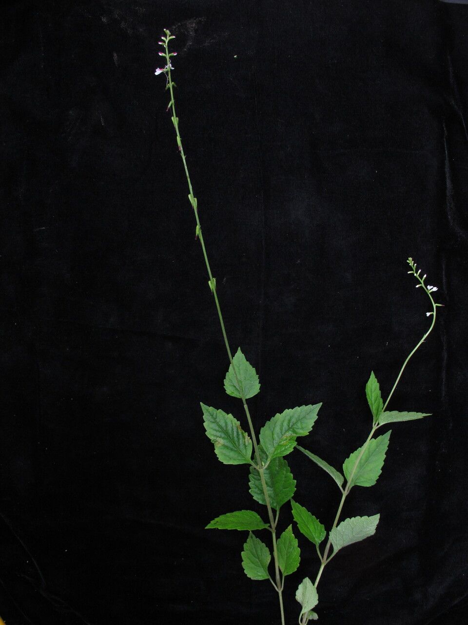 Phryma oblongifolia habit