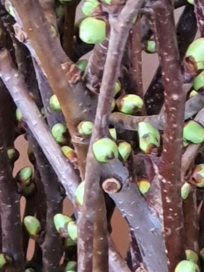 Chaenomeles lagenaria other