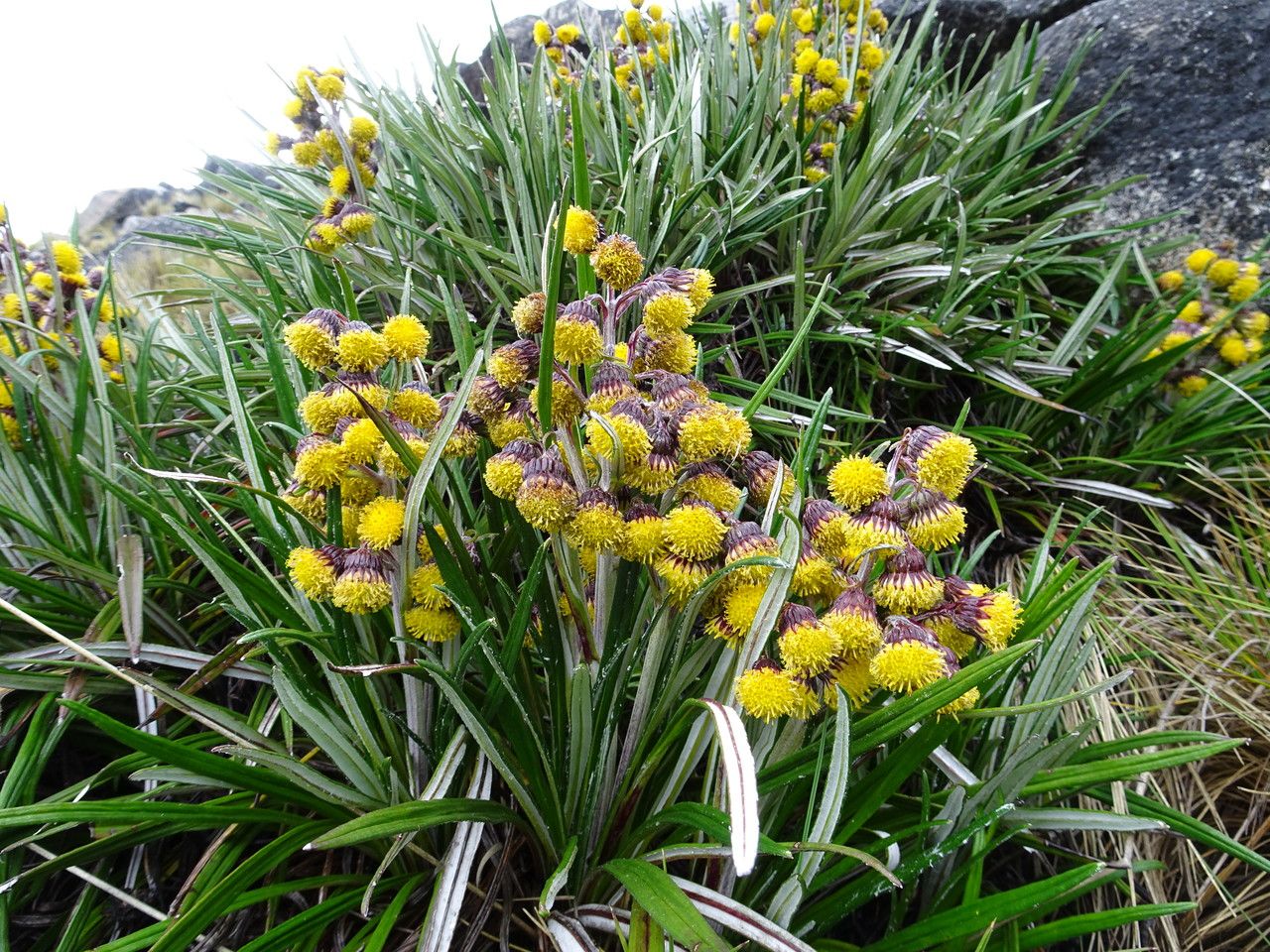 Senecio comosus habit