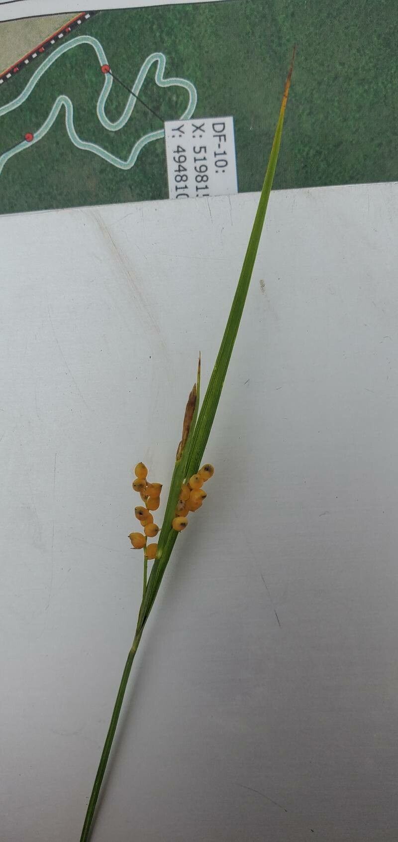 Carex aurea — houseplant care guide