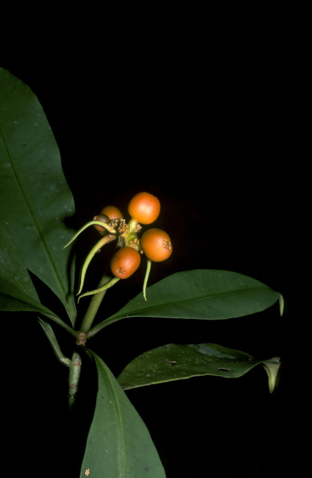 Carapichea ligularis fruit