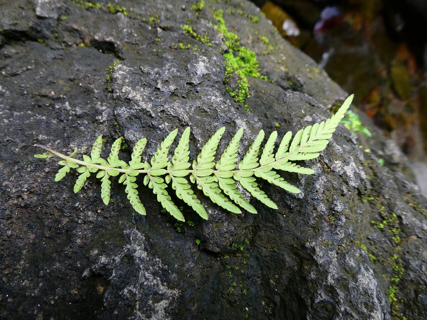 Thelypteris sancta leaf