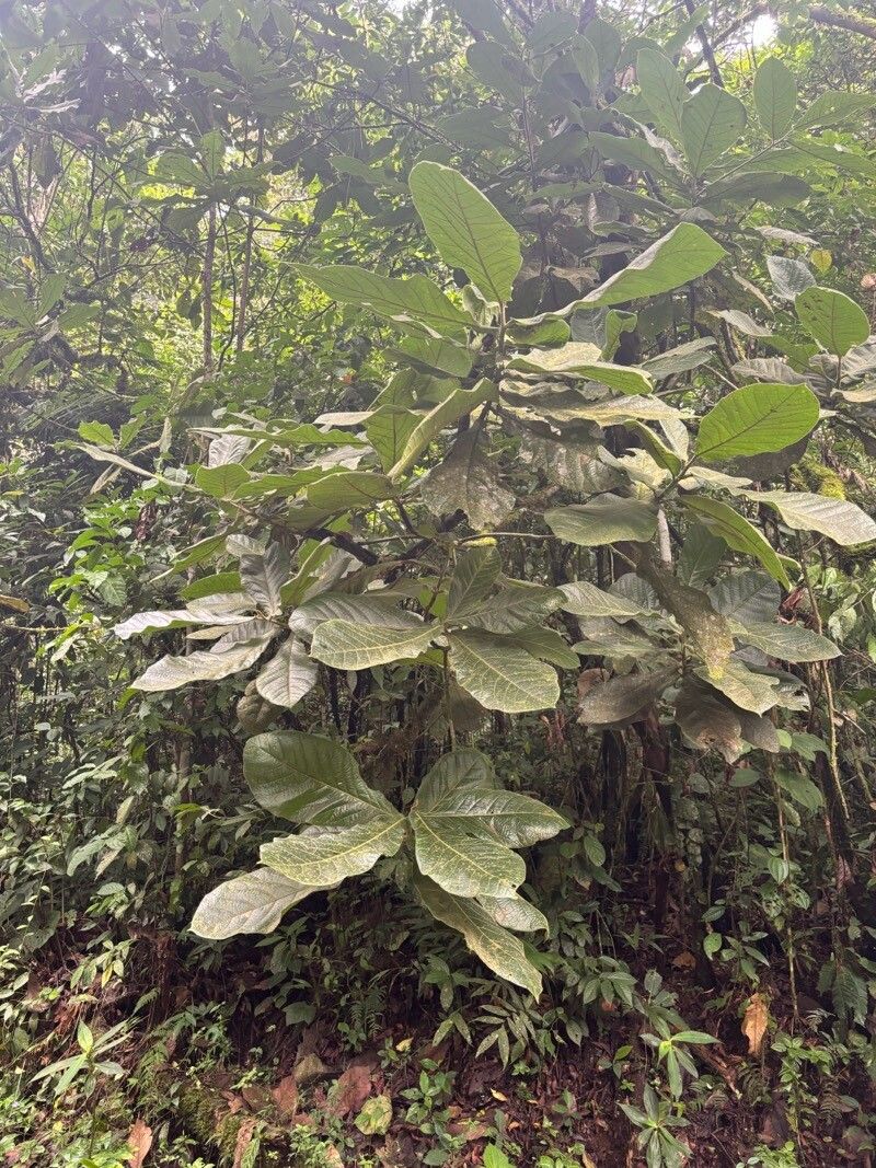 Ocotea lentii — houseplant care guide