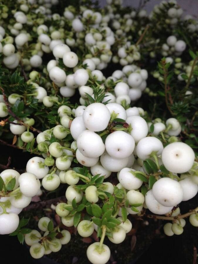 Gaultheria mucronata fruit