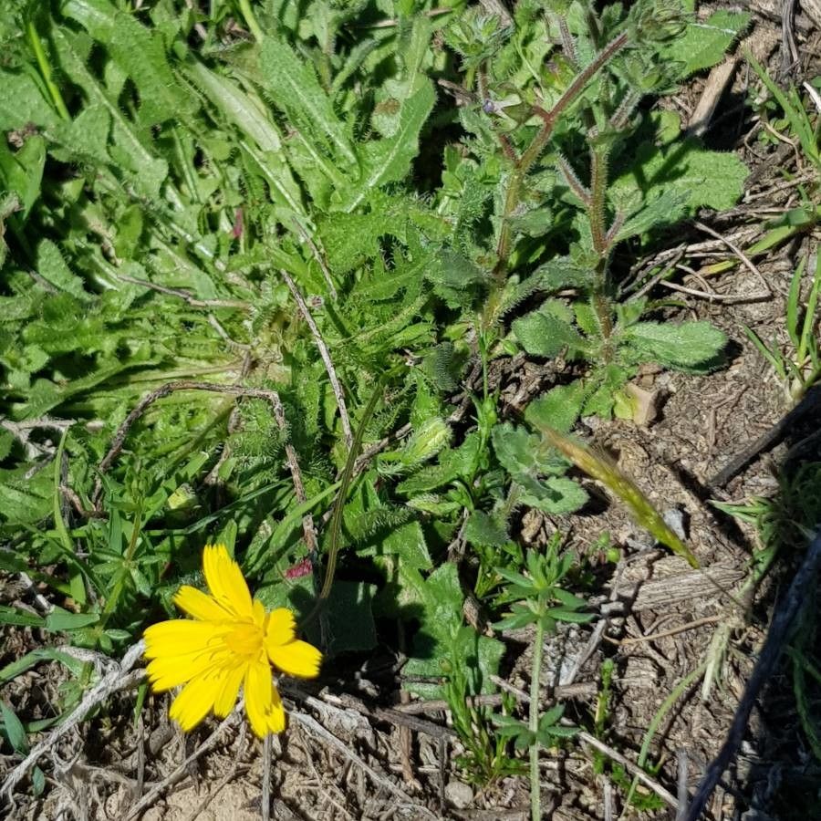 Hieracium gouanii habit