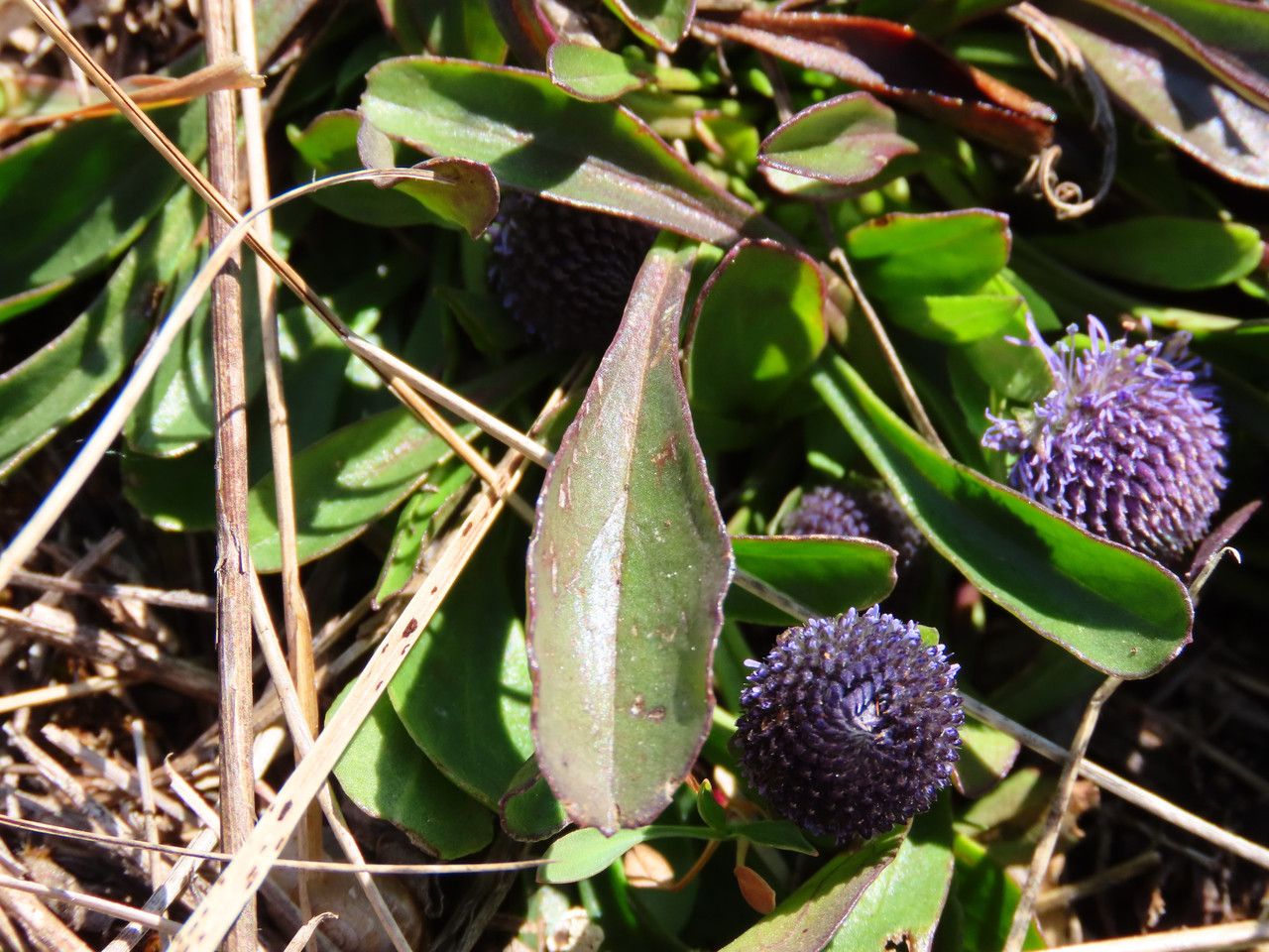 Globularia bisnagarica — clay tolerant houseplant