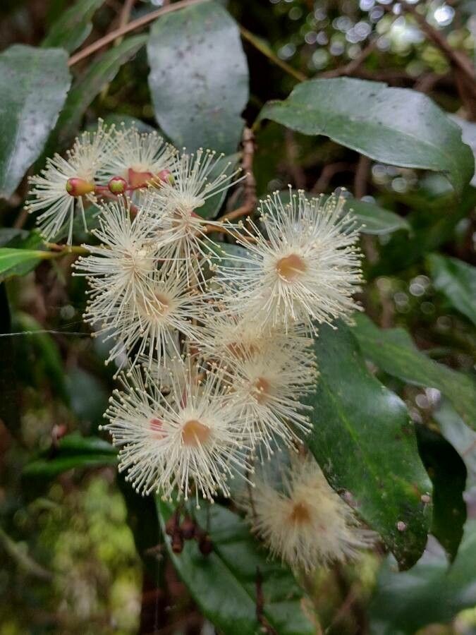 Syzygium oleosum flower