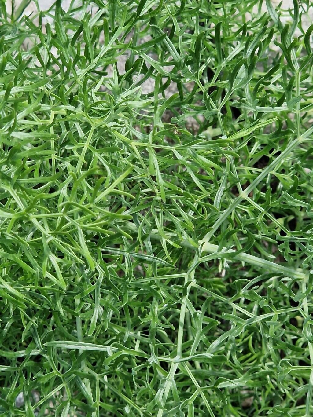 Ferula sadleriana — search result for 'Ferula'