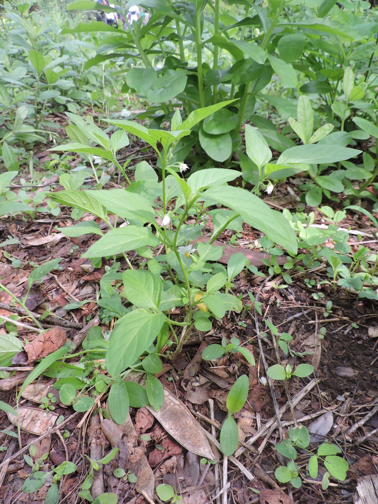 Solanum olympicum habit