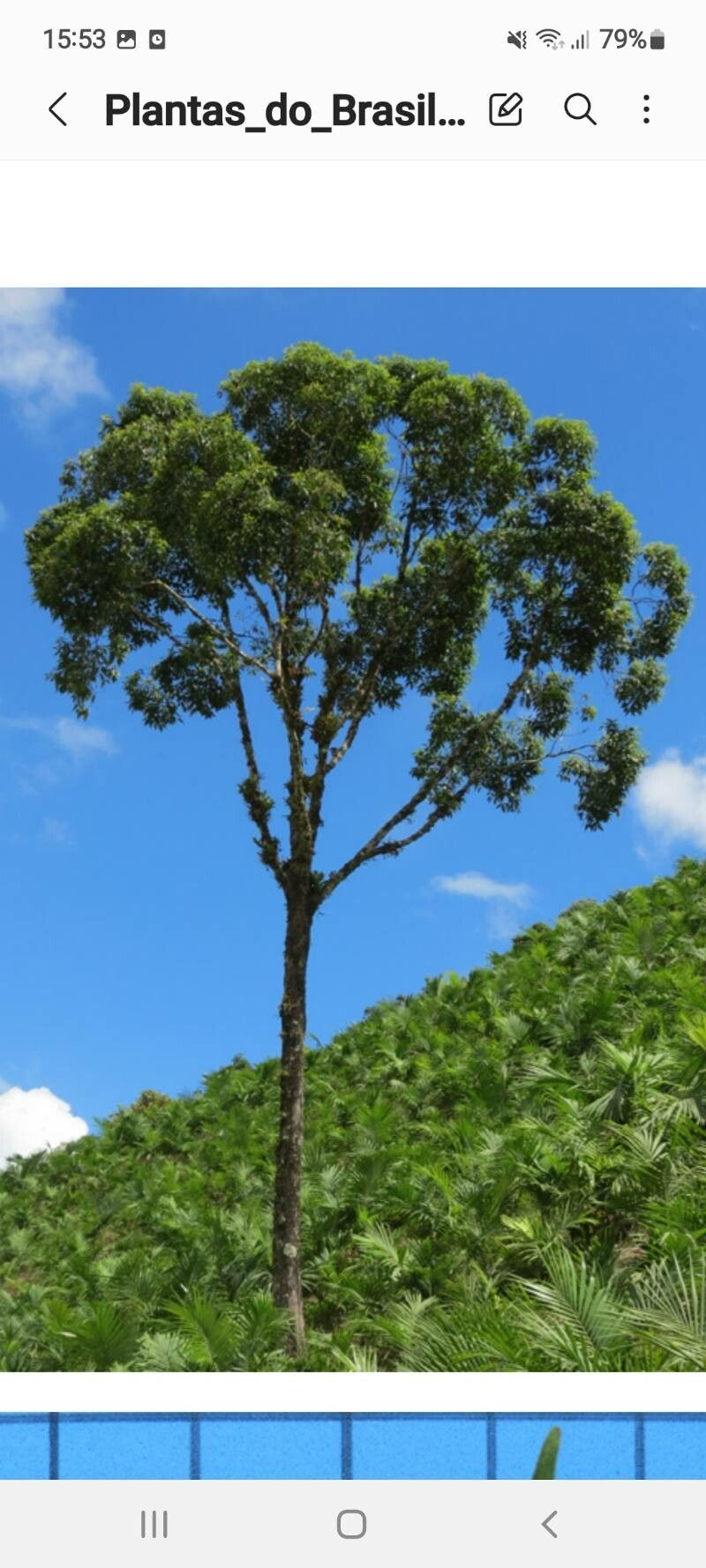 Miconia cinnamomifolia habit