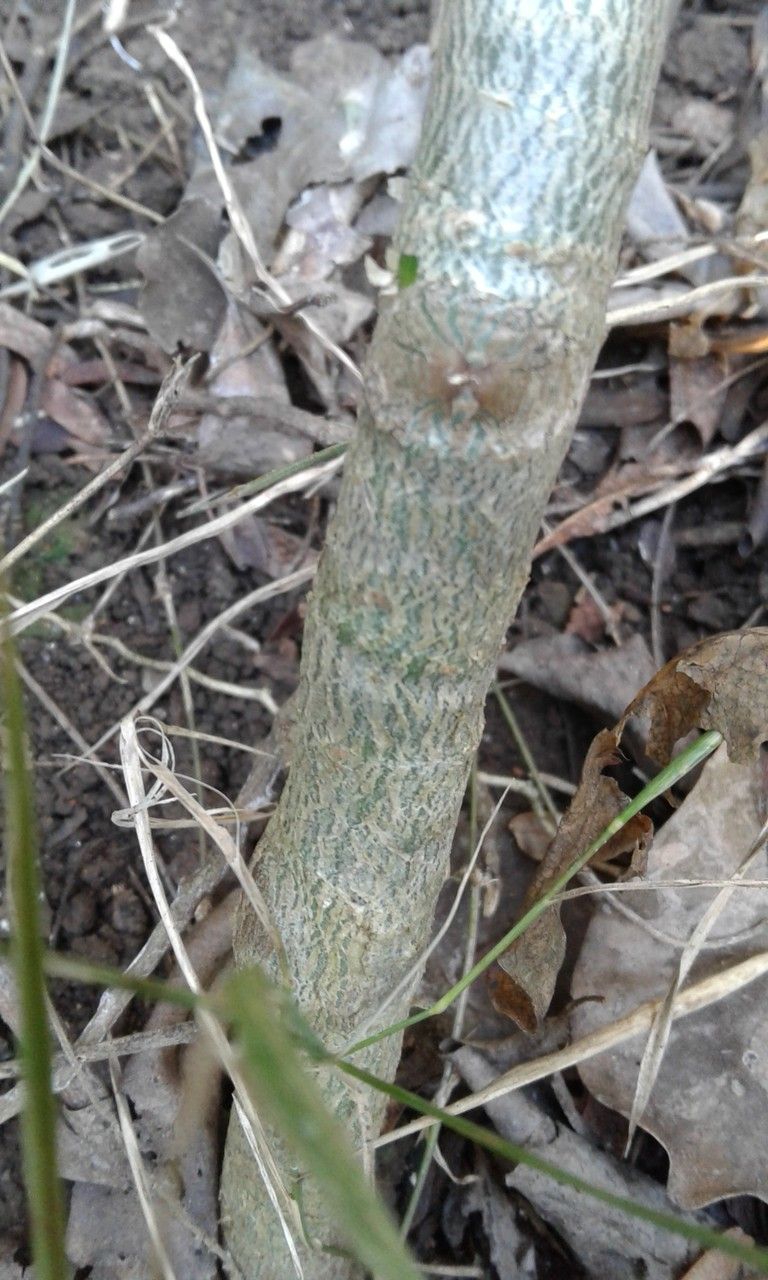 Polyscias madagascariensis bark