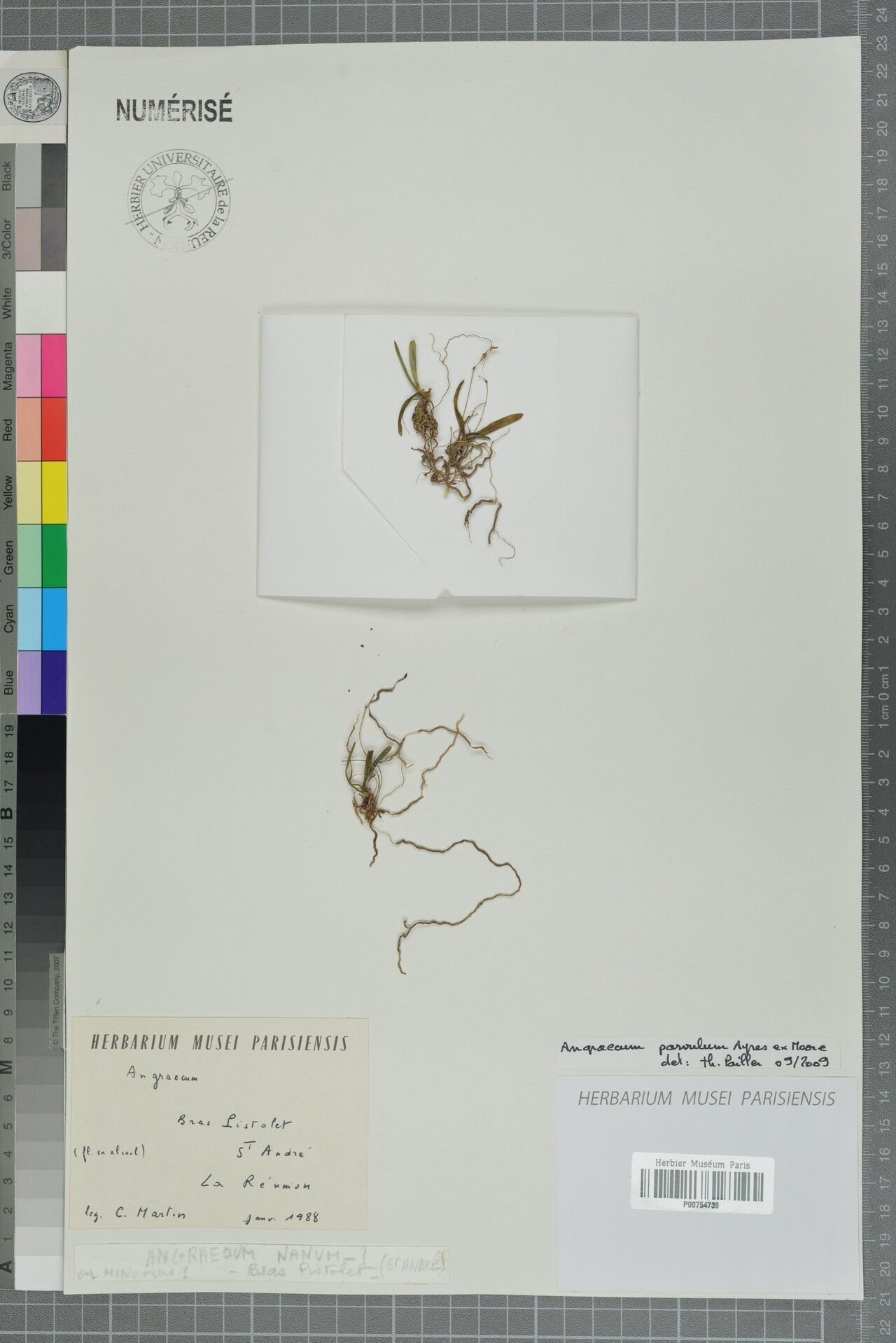 Angraecum parvulum — houseplant care guide