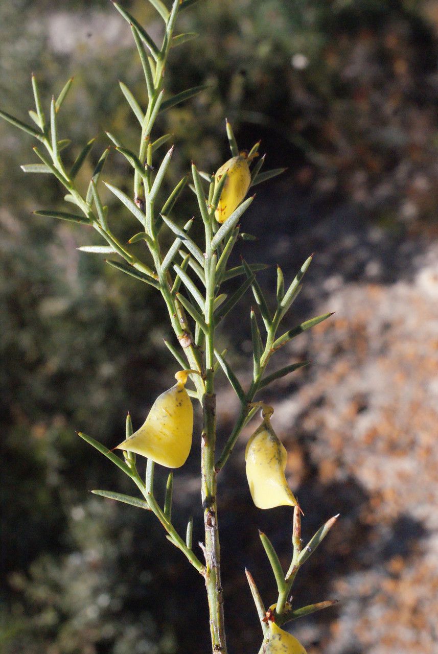 Daviesia epiphyllum habit