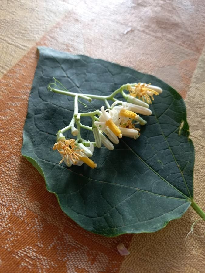 Alangium chinense flower