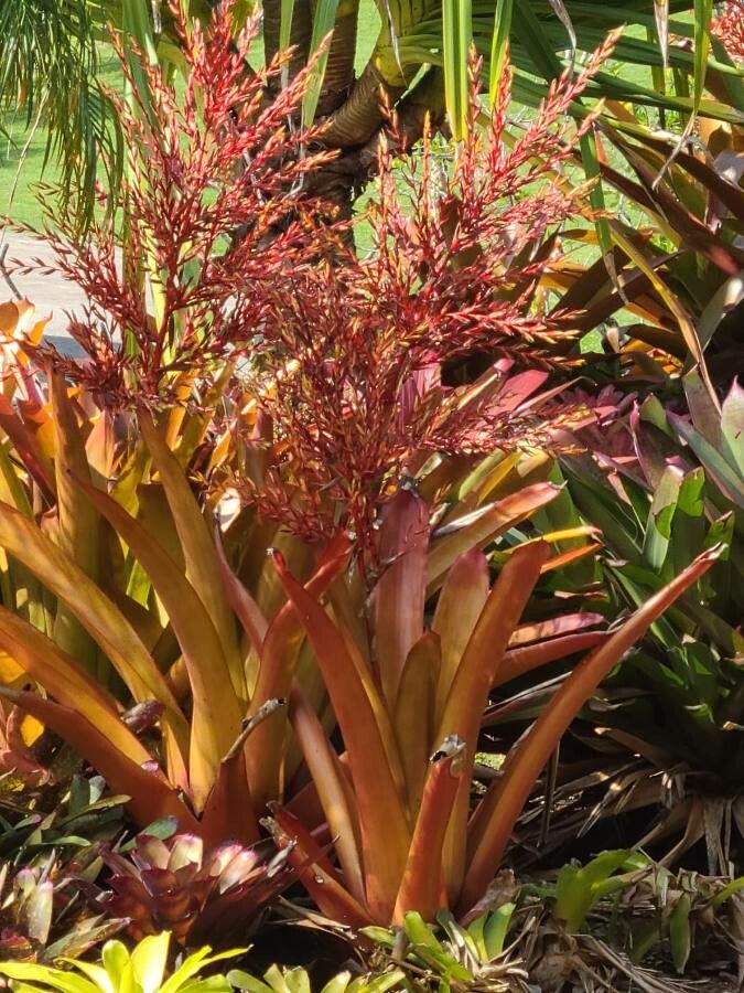 Aechmea blanchetiana habit