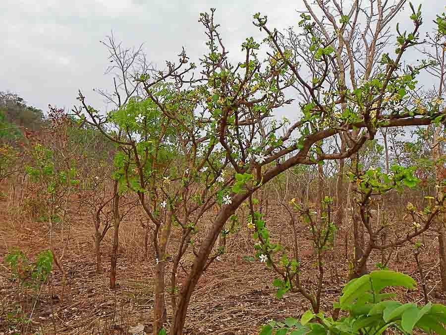 Gardenia erubescens habit