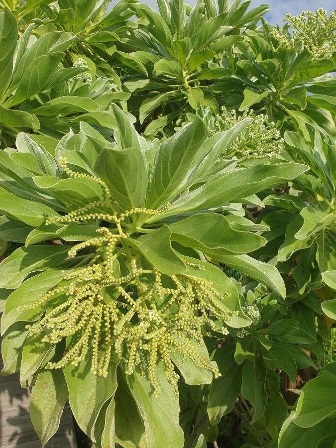 Heliotropium foertherianum fruit