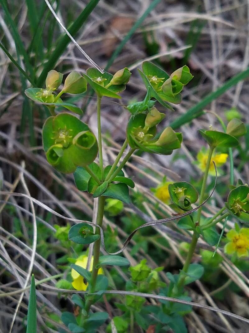 Euphorbia kerneri flower