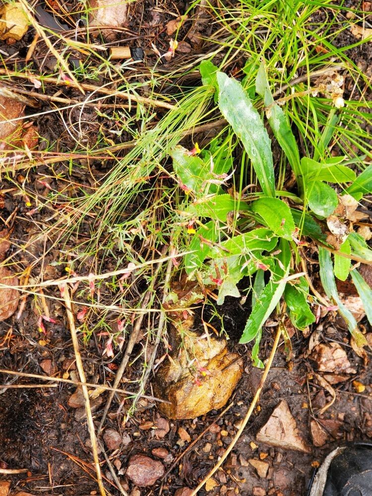 Hypericum canadense flower