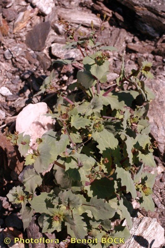 Senecio flavus habit