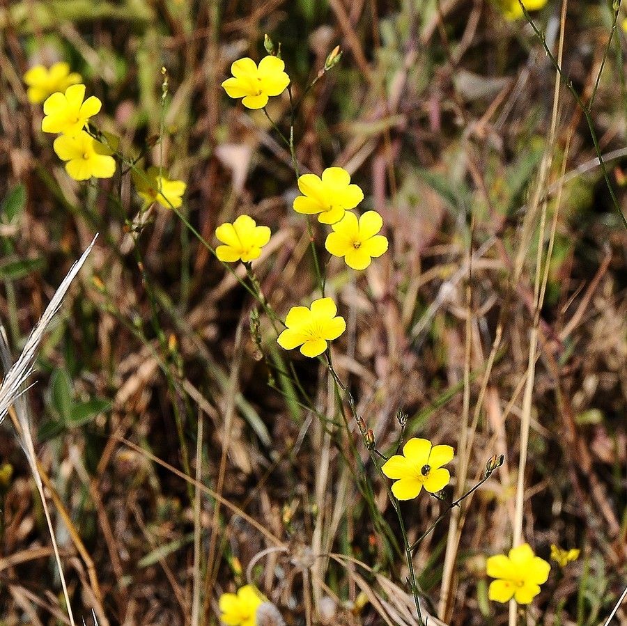 Linum tenue habit