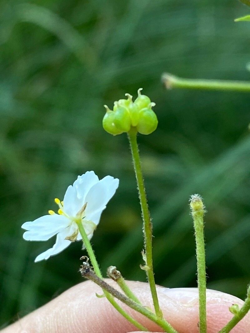 Ranunculus aconitifolius fruit