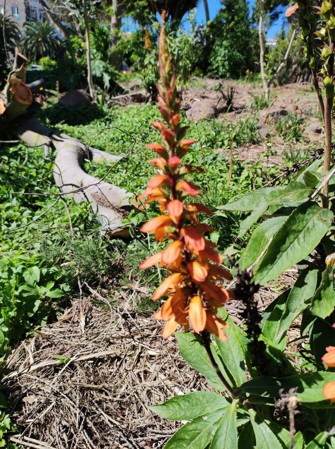 Digitalis isabelliana flower