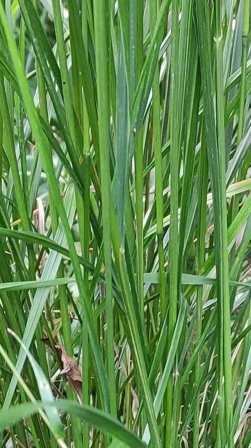 Calamagrostis linifolia bark