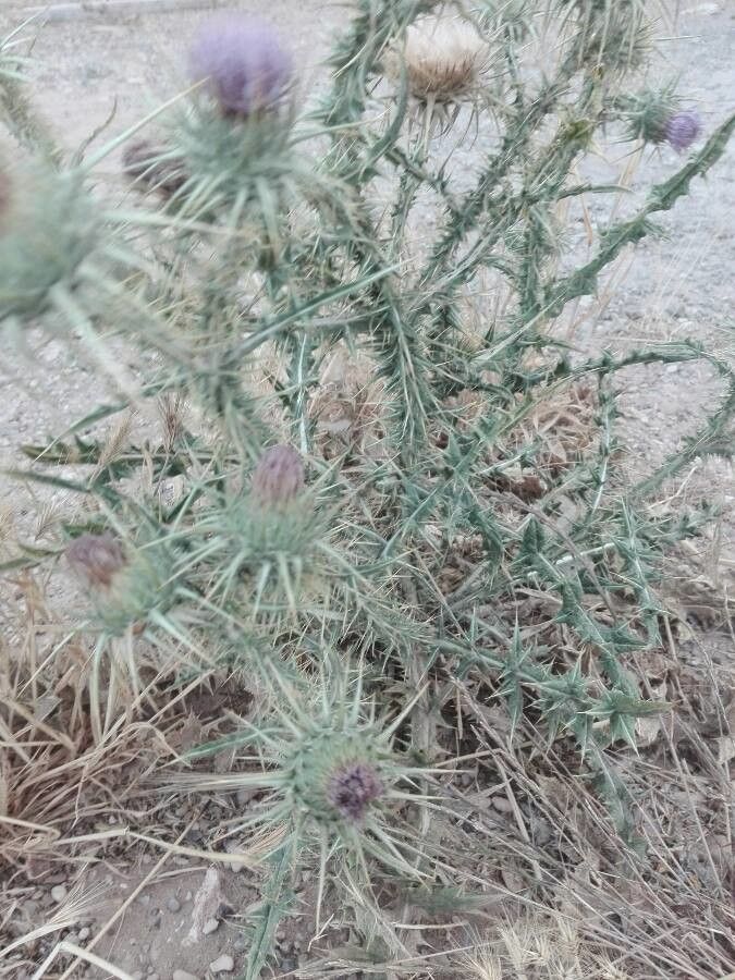 Onopordum algeriense habit