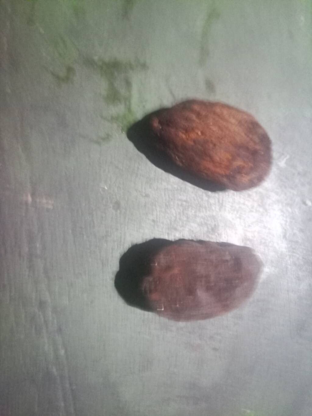 Parinari rodolphi fruit