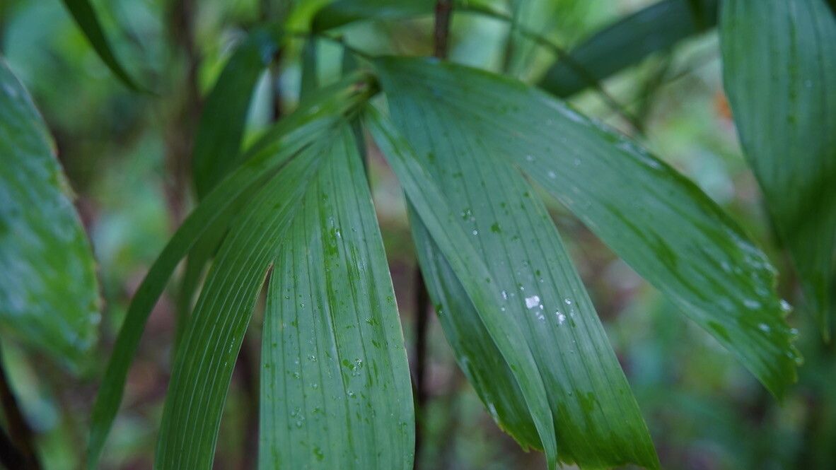 Linospadix palmerianus leaf