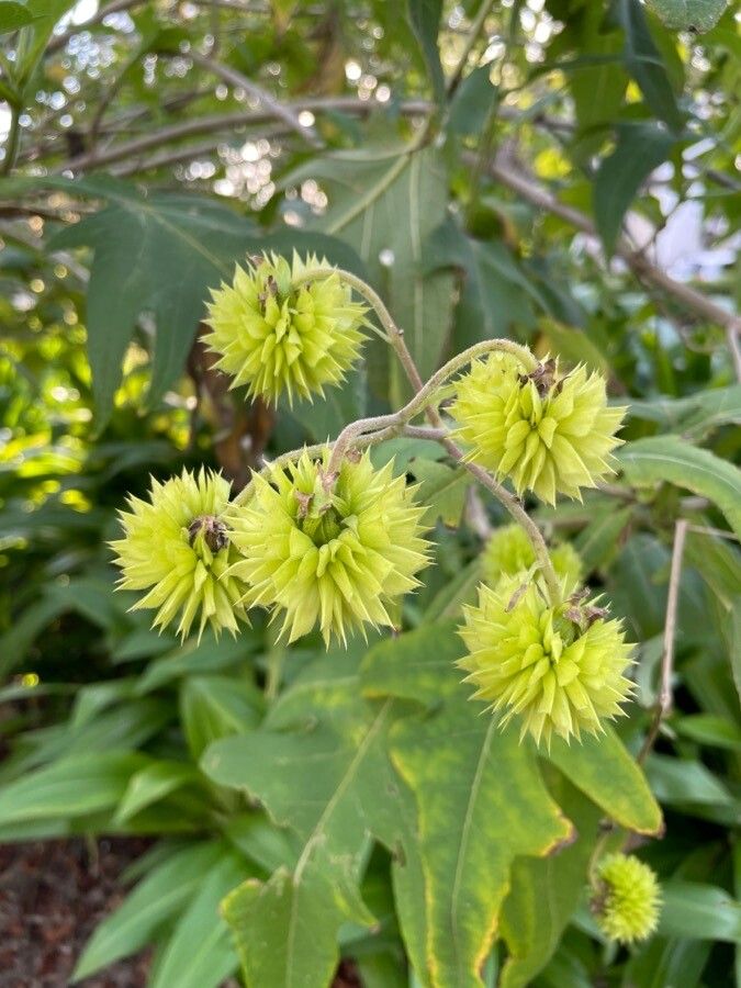 Montanoa grandiflora fruit