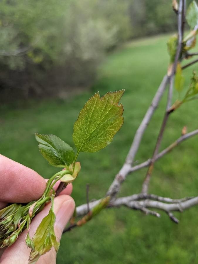 Crataegus viridis — search result for 'Crataegus'