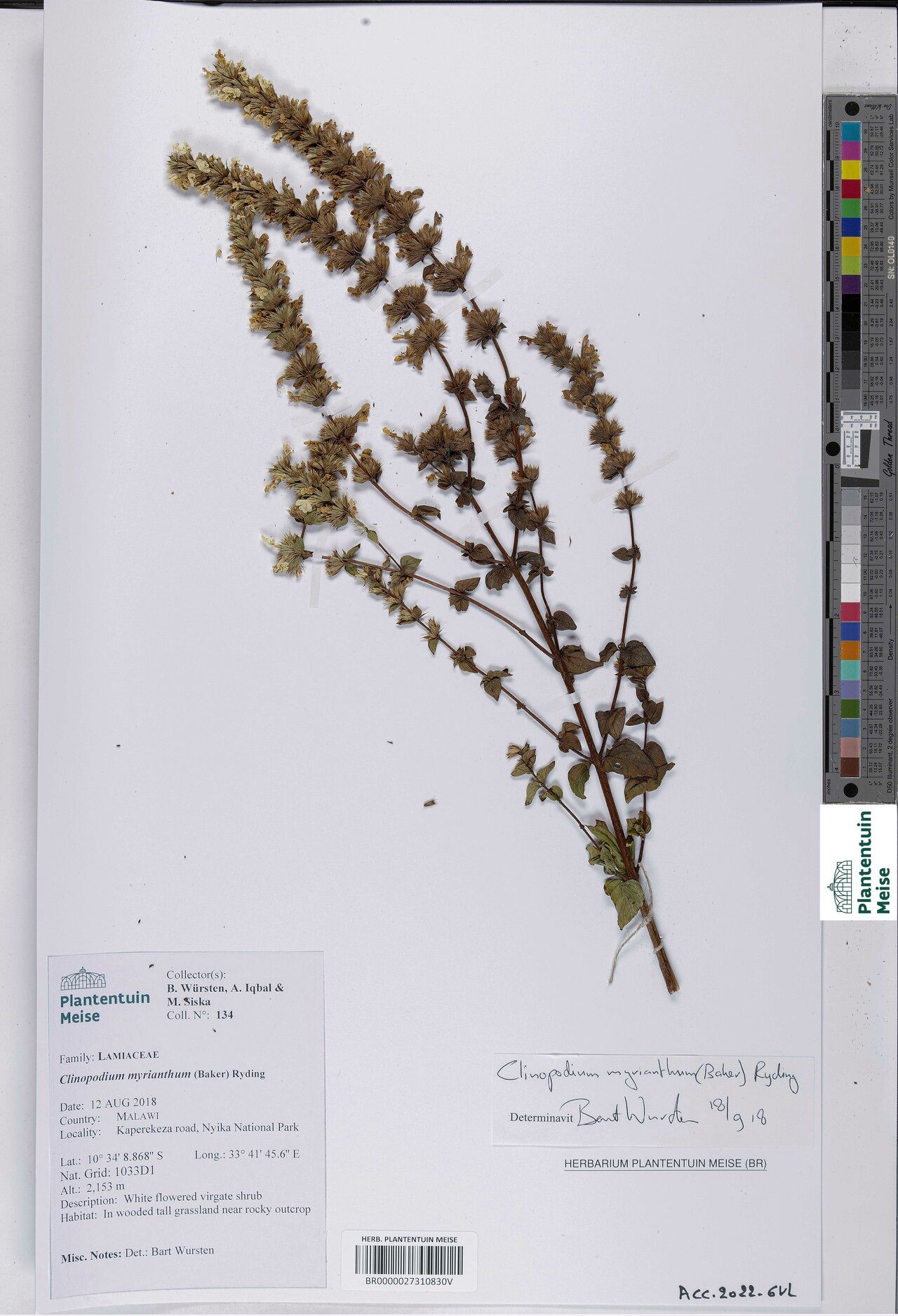 Clinopodium myrianthum — houseplant care guide