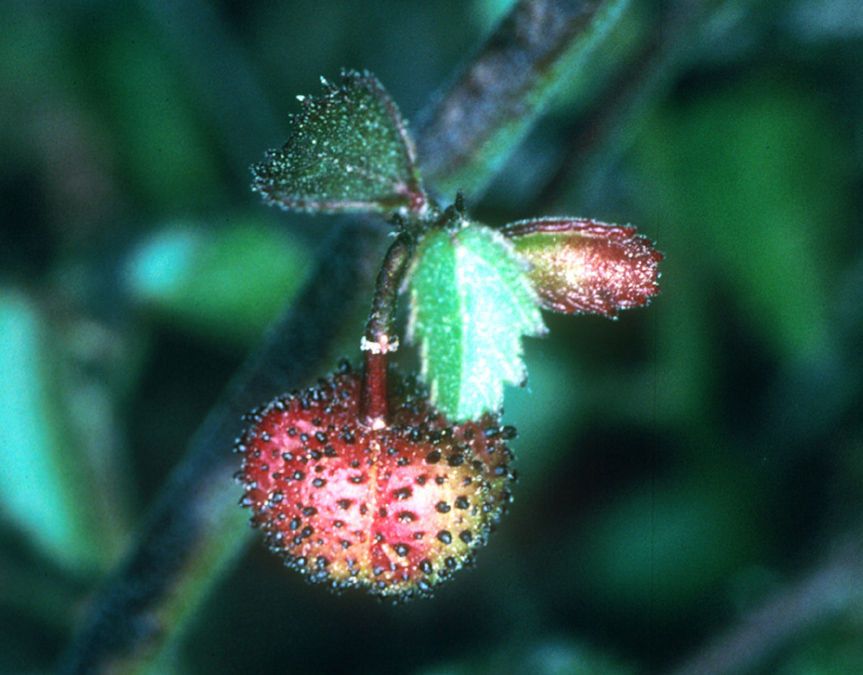 Ayenia compacta — houseplant care guide