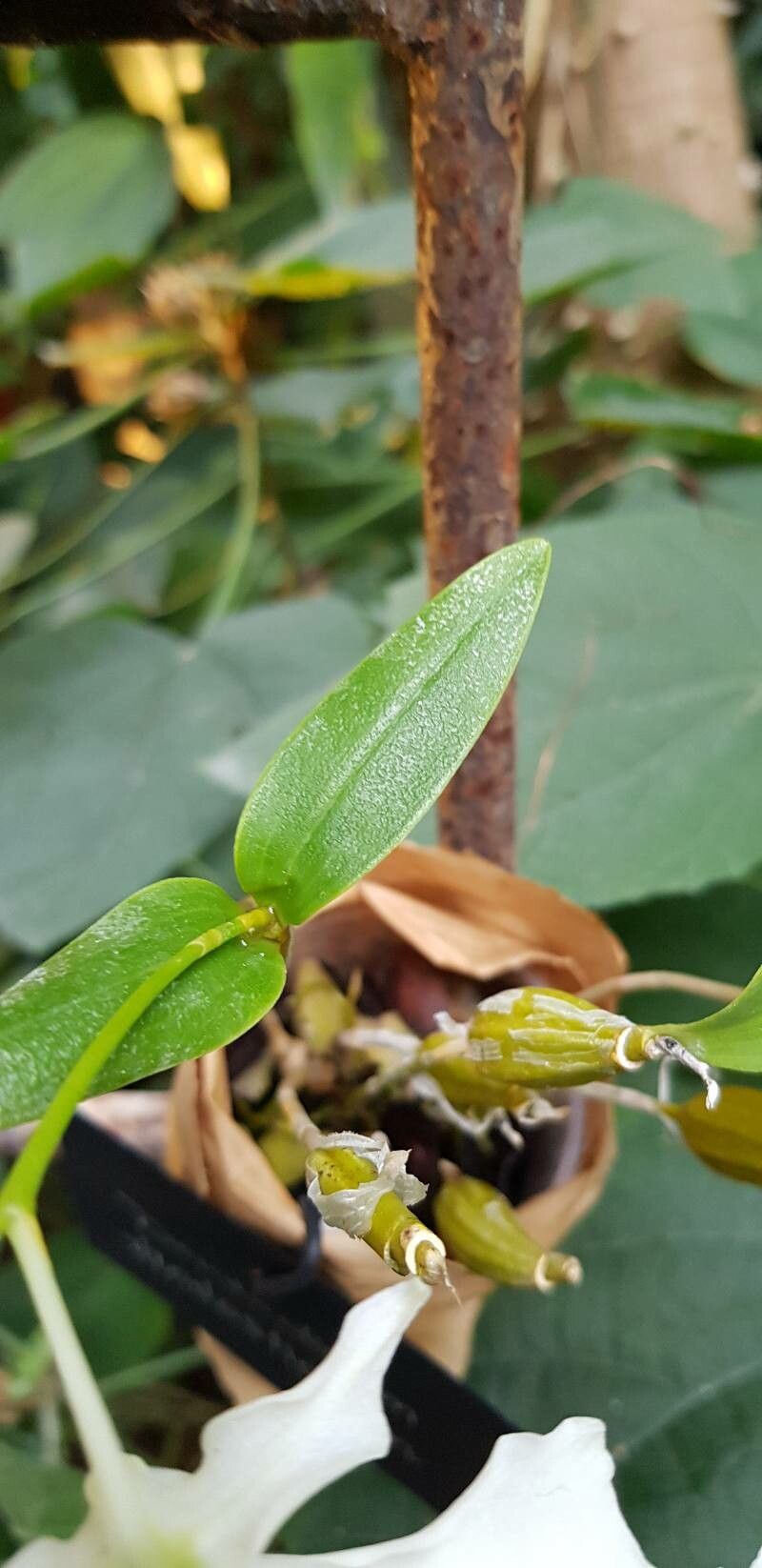 Dendrobium rhodostictum — houseplant care guide