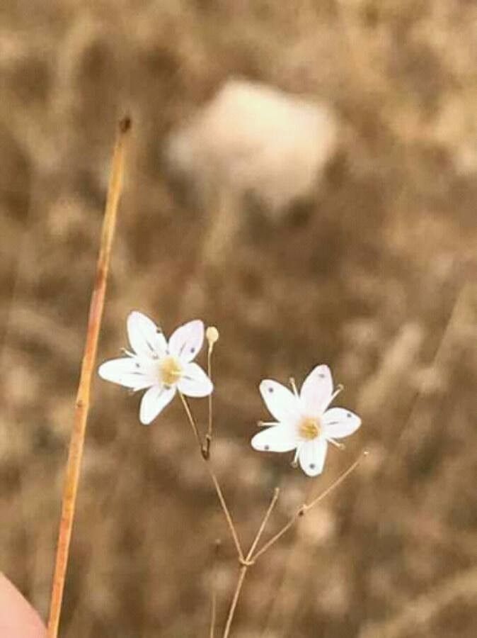 Gypsophila capillaris — search result for 'Gypsophila'