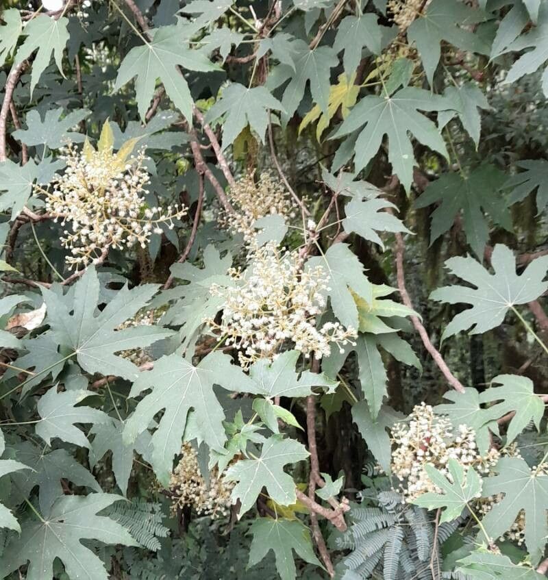 Oreopanax kuntzei flower