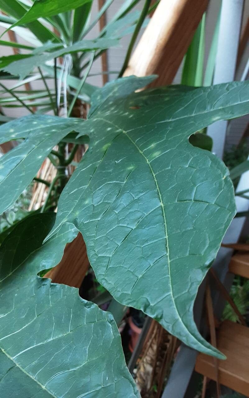 Vasconcellea × pentagona leaf