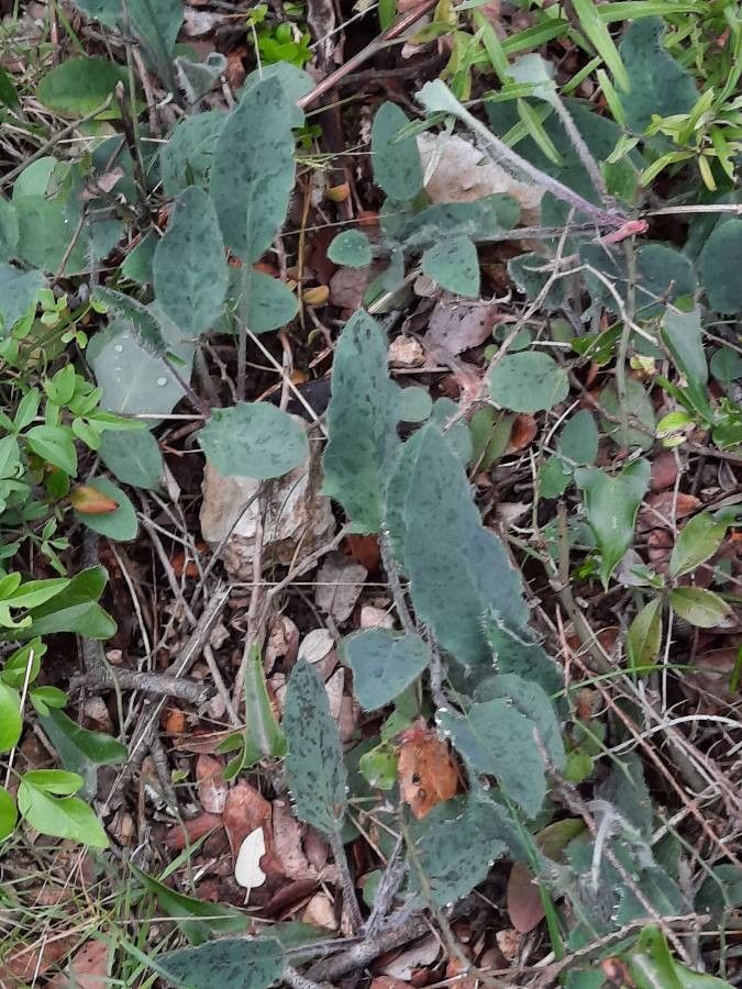 Hieracium jaubertianum — houseplant care guide