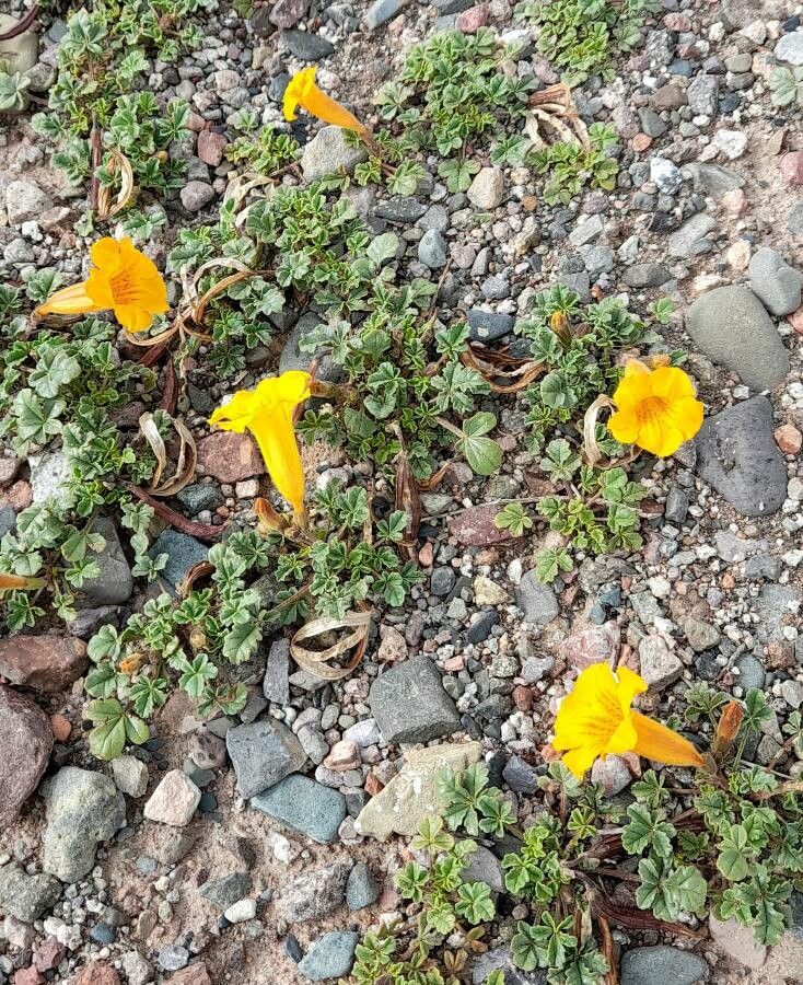 Argylia uspallatensis habit