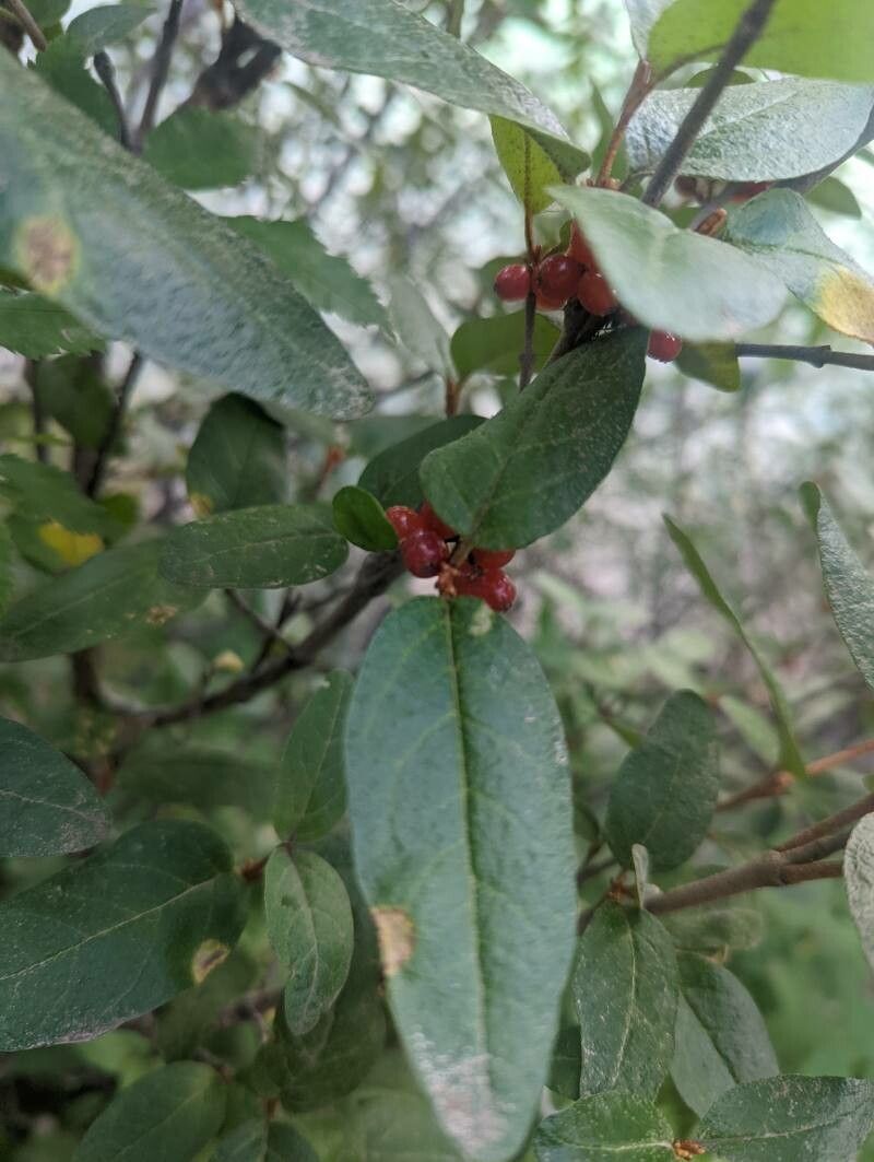 Shepherdia canadensis fruit