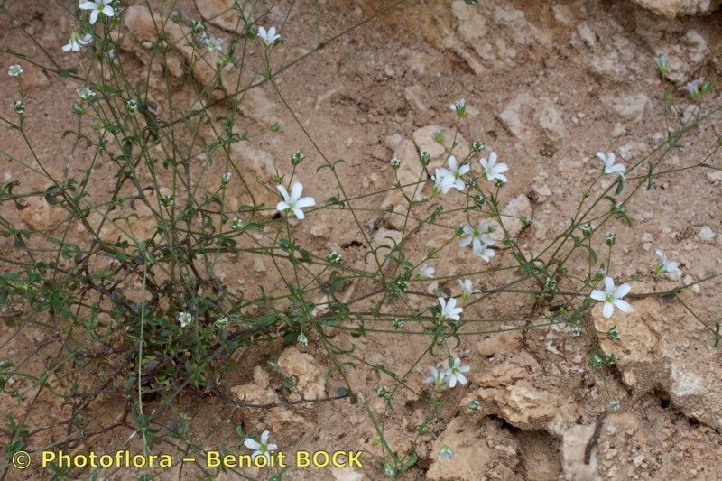 Arenaria cinerea habit
