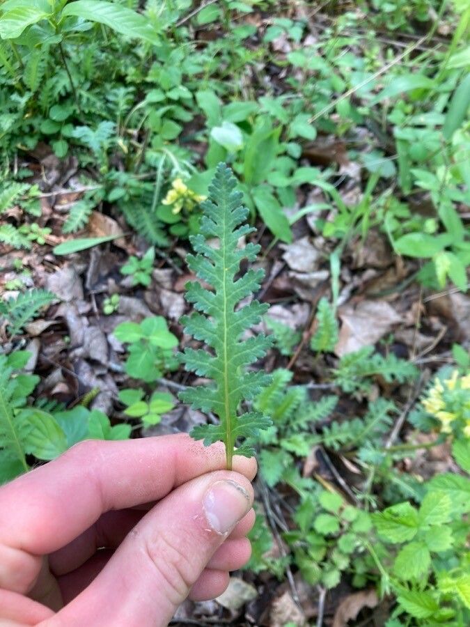 Pedicularis canadensis — search result for 'Orobanchaceae'